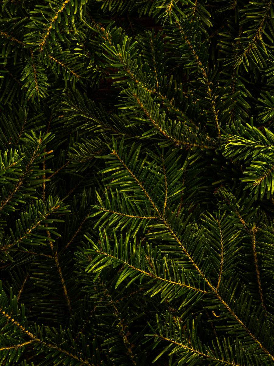 Cypress