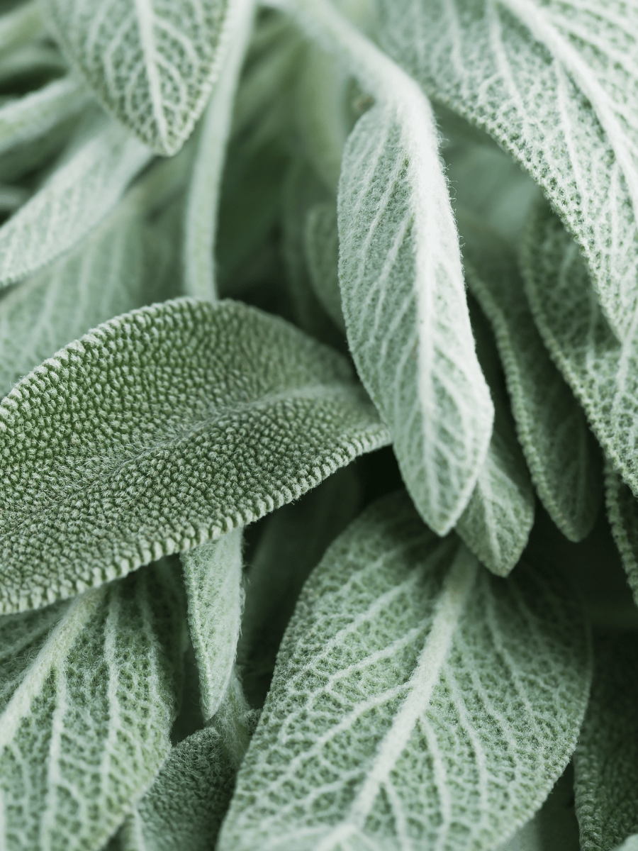 Sage