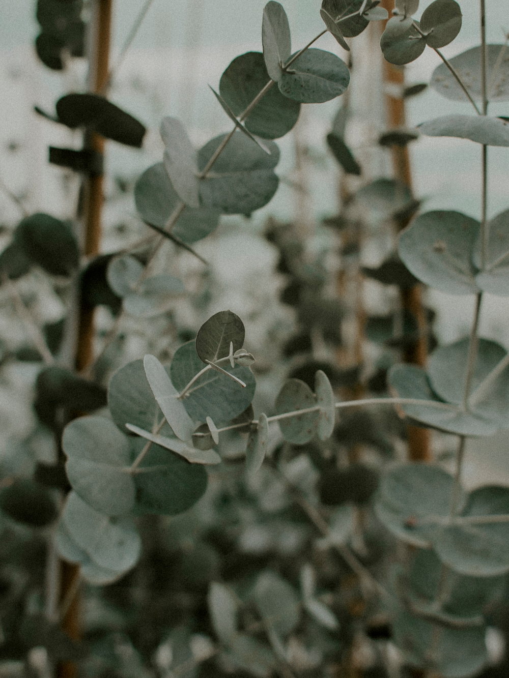 Eucalyptus