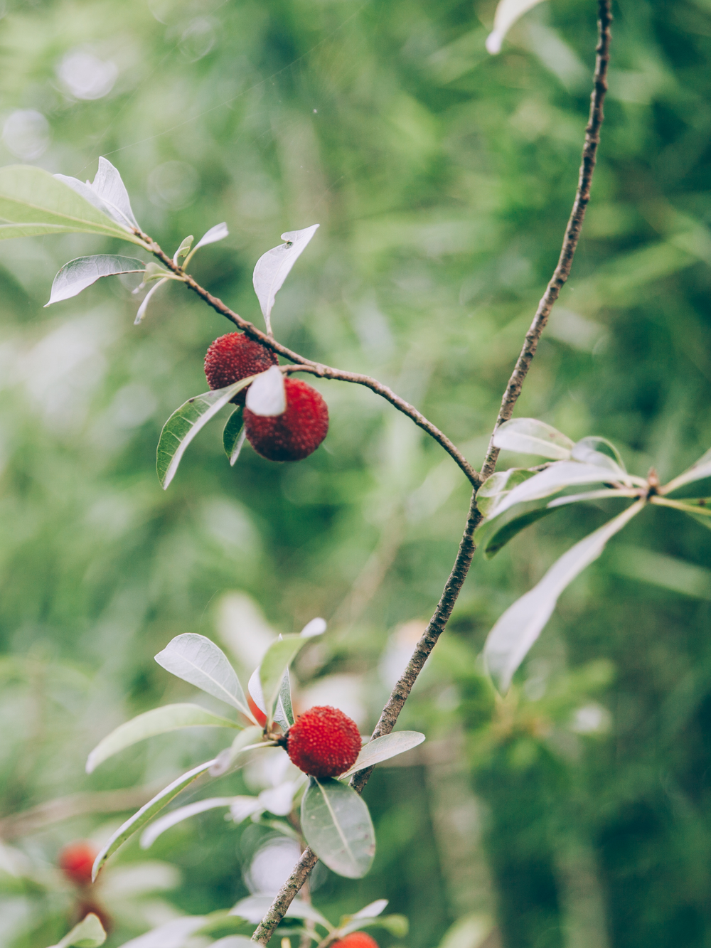 Red Berries