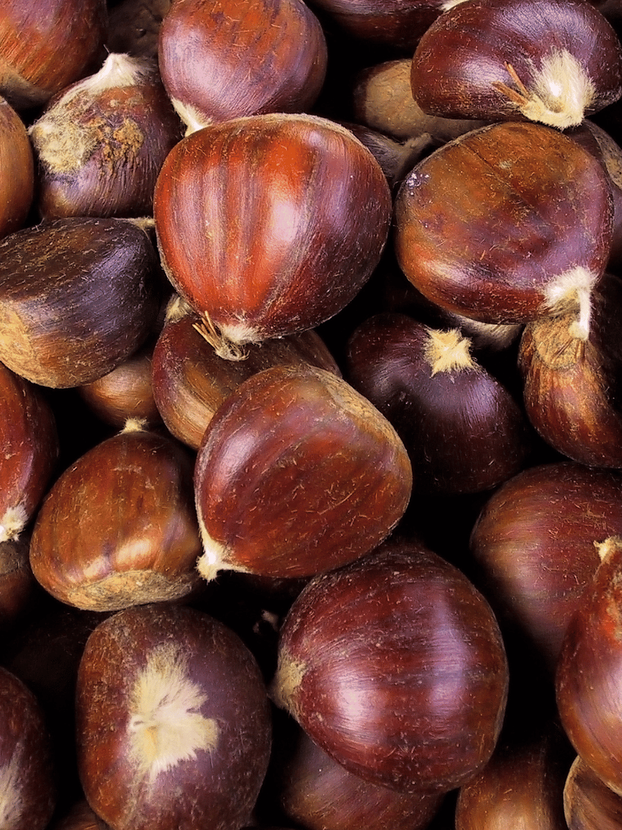 Chestnut