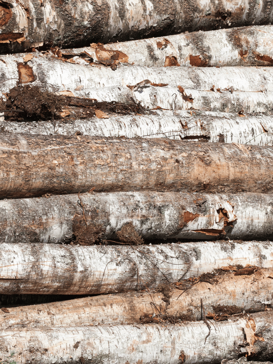 Birch Logs