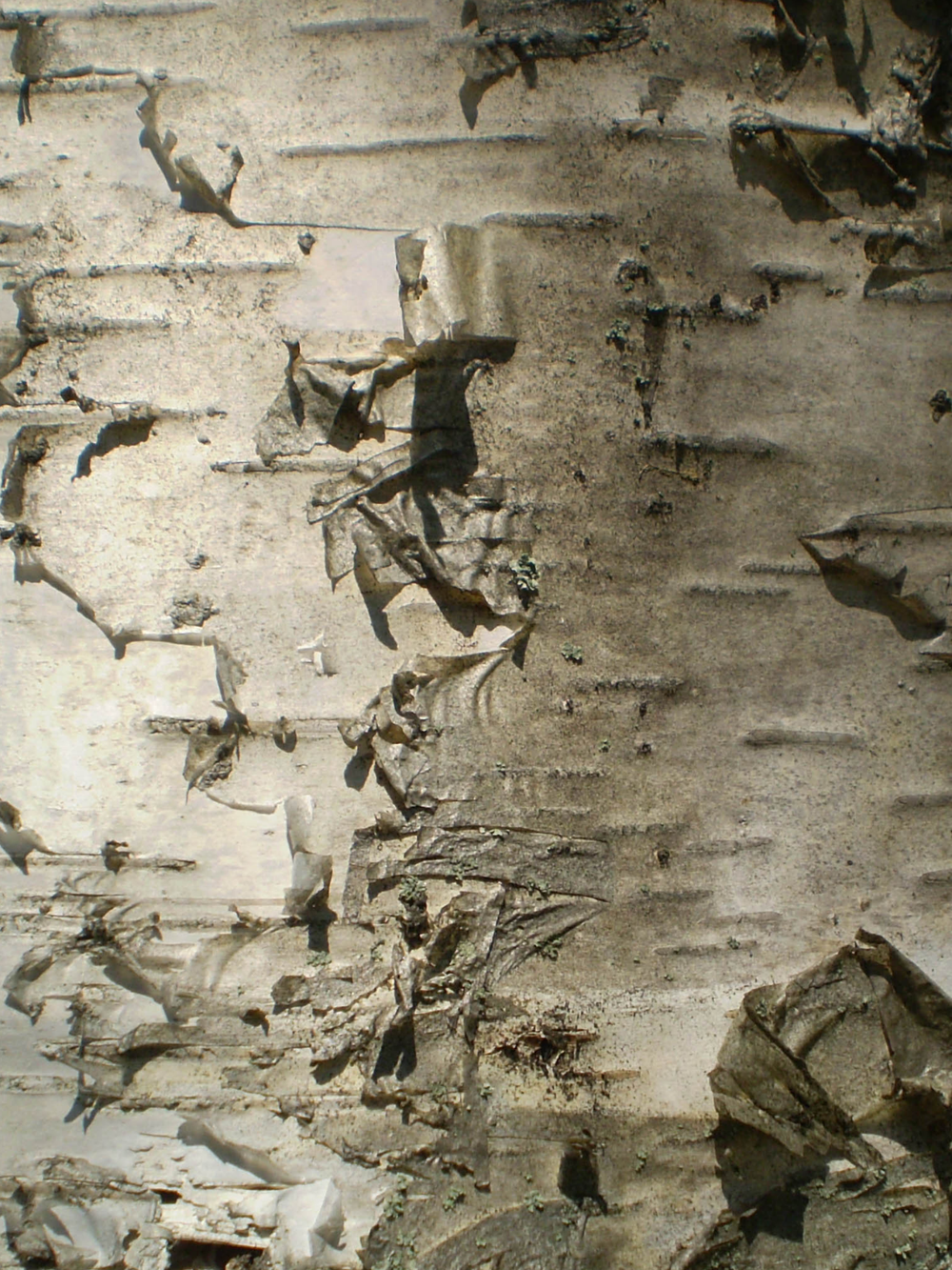 Birch Bark