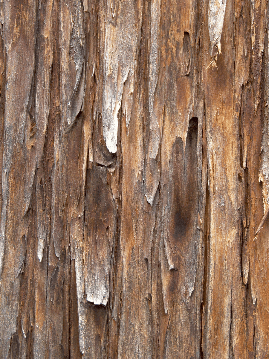 Cedarwood